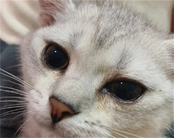 猫挨打之后流眼泪了