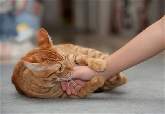 猫抱着你的手又咬又舔 猫抱着你的手又咬又舔