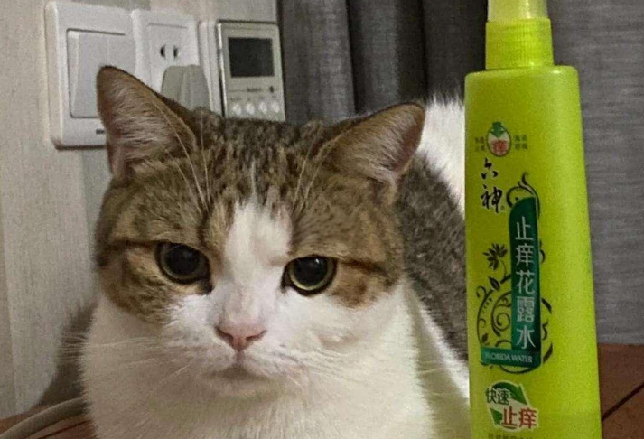 六神花露水对猫咪安全吗 六神花露水对猫咪安全吗
