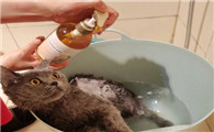 猫可以用人的沐浴露吗