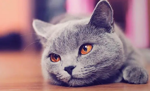 猫见到主人就跑怎么办