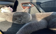 猫会晕车吗
