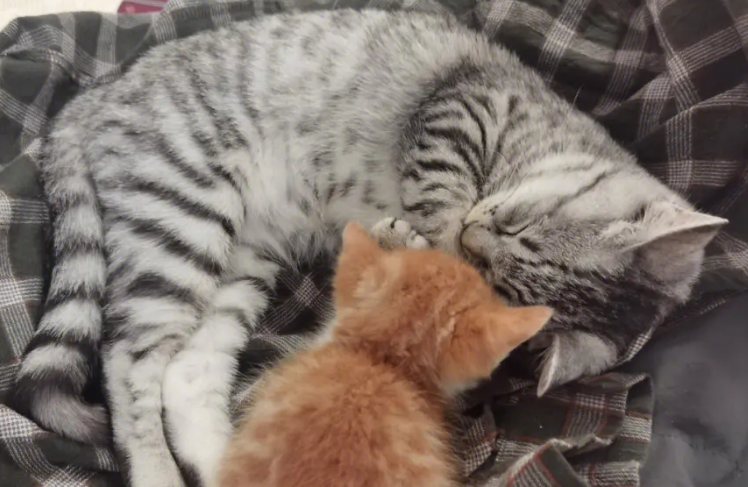 两只猫都是第一次不会配怎么办