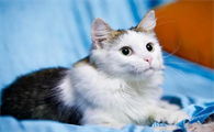 猫会在外面生小猫吗?