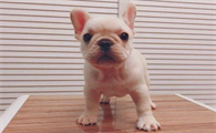 法国斗牛犬好养吗?法国斗牛犬多少钱一只呢?