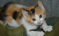 猫2岁相当于人多少岁