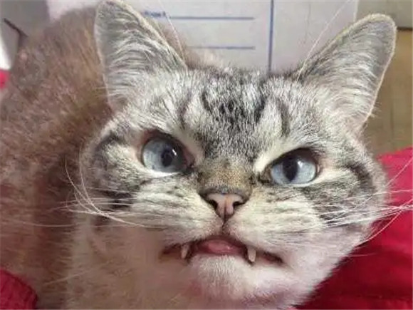 猫被鬼附身的表现 猫被鬼附身的表现