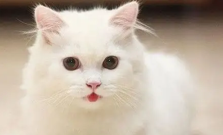 猫嫉妒另一只猫的表现