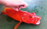 挪威红石斑鱼的做法