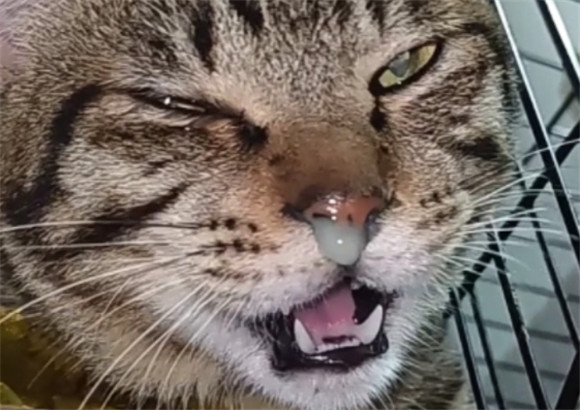 猫流鼻涕流眼泪打喷嚏吃什么药 猫流鼻涕流眼泪打喷嚏吃什么药