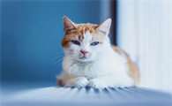 猫粮放在碗里多久过期