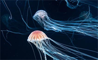 水母灯多少钱一个