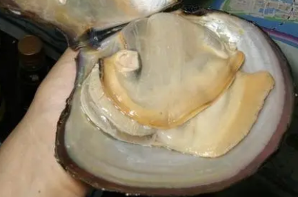 河蚌汤的功效与作用