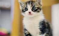 猫会说人话是什么原因