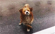 被雨淋湿的狗狗