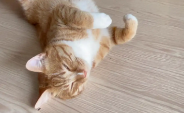 猫脚一直抖怎么回事