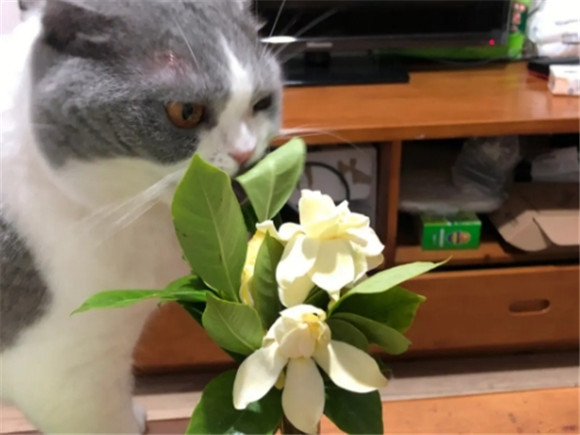猫可不可以闻栀子花的味道 猫可不可以闻栀子花的味道
