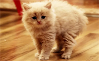 猫交配为什么惨叫