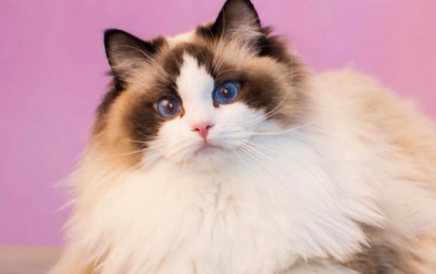 布偶猫和暹罗猫哪个值得养?这些对比很真实! 布偶猫和暹罗猫哪个值得养?这些对比很真实!