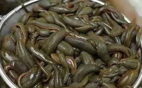 水蛭能吸死人吗
