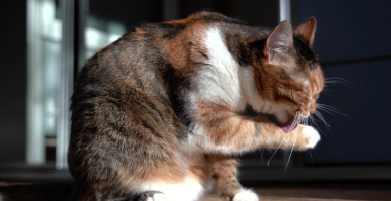 猫把脏东西都舔进肚子里