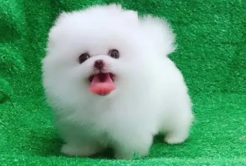 养博美犬的全面指南：创造快乐和谐的伴侣生活