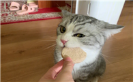 猫可以吃饼干吗