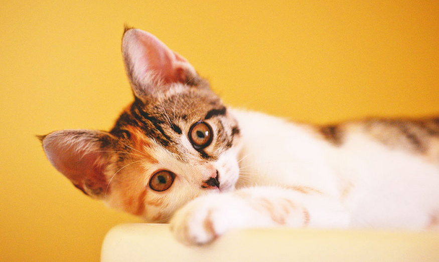 猫会得狂犬病吗