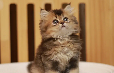 猫几个月就不建议吃羊奶粉了