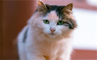 猫咪爱你的五个等级，最后一个才是真爱