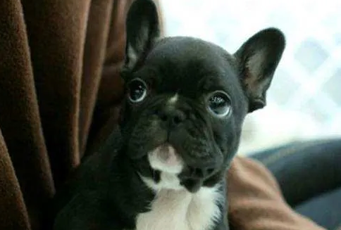 法国斗牛犬好养吗？法国斗牛犬多少钱一只呢？