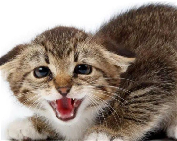 猫惊吓过度的症状