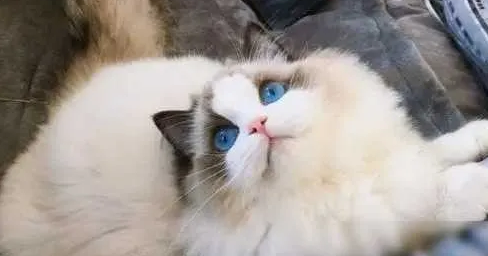 布偶猫拉稀大揭秘!这些原因你中招了吗? 布偶猫拉稀大揭秘!这些原因你中招了吗?