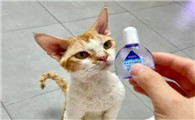 猫可以用人的眼药水吗