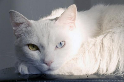 猫可以带上飞机吗