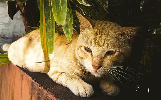 猫狂犬多久打一次