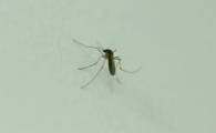 高层会不会有蚊子