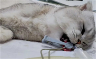 猫绝育后多久可以吃东西