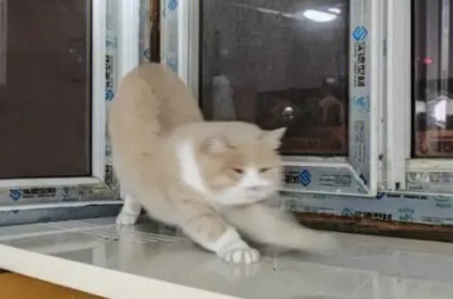猫进宅什么预兆 猫进宅什么预兆