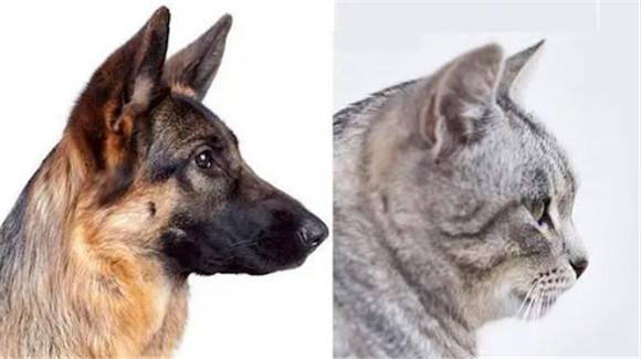 猫科和犬科的根本区别是什么?