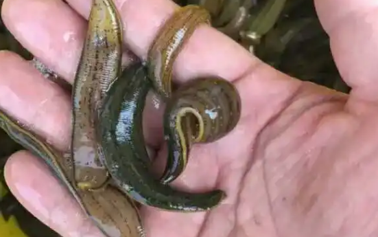 水蛭含嘌呤高吗