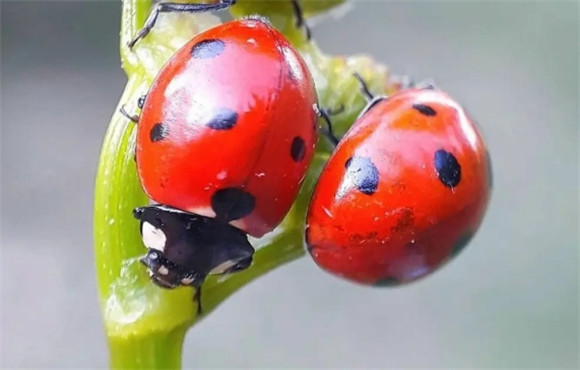 瓢虫吃什么的 瓢虫吃什么的
