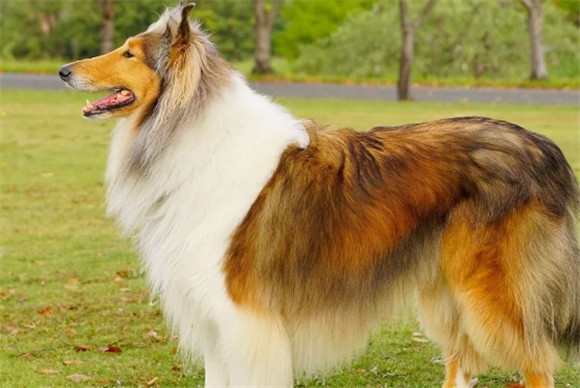 世界上最安静的十大狗狗排名