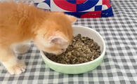 猫粮的价格多少钱