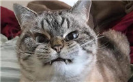 猫被打到失禁会不会死