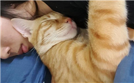 猫会认主人吗