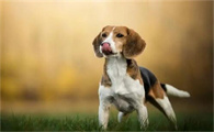 比格犬怎么看纯不纯?比格犬纯种鉴定大揭秘！