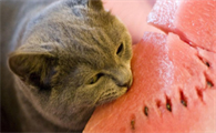猫可以吃西瓜