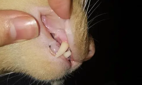 猫口腔有黑色的东西