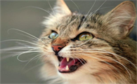 猫白天不叫晚上拼命嚎叫